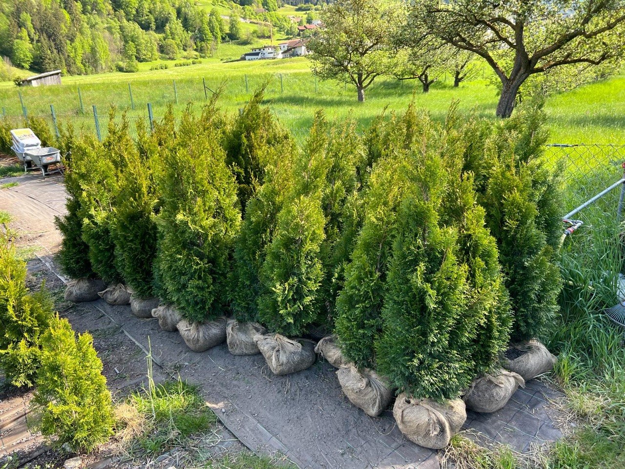 Ballierte Thuja Smaragd für die Pflanzung