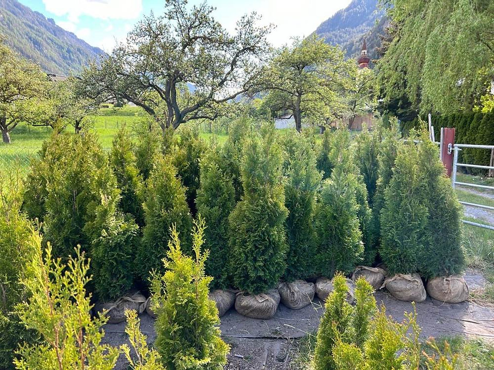Thujen mit Ballen im Garten in Tirol