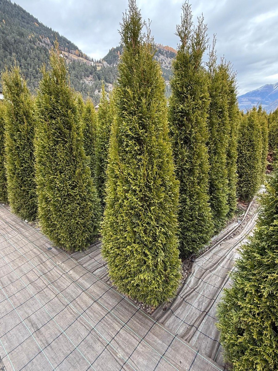 Hohe Thuja Smaragd in der Baumschule Plangger