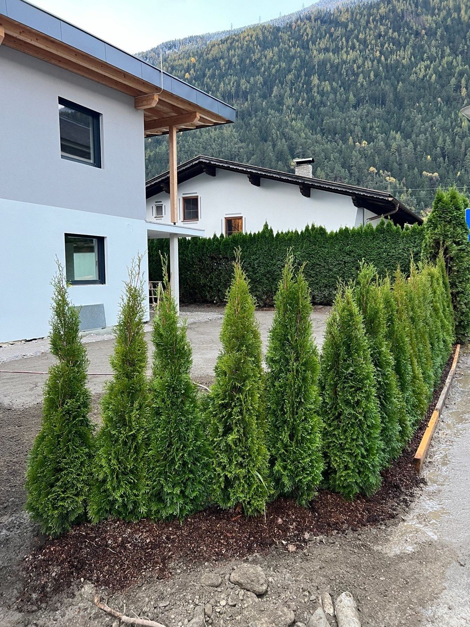Neu gepflanzte Thujenhecke vor einem Haus