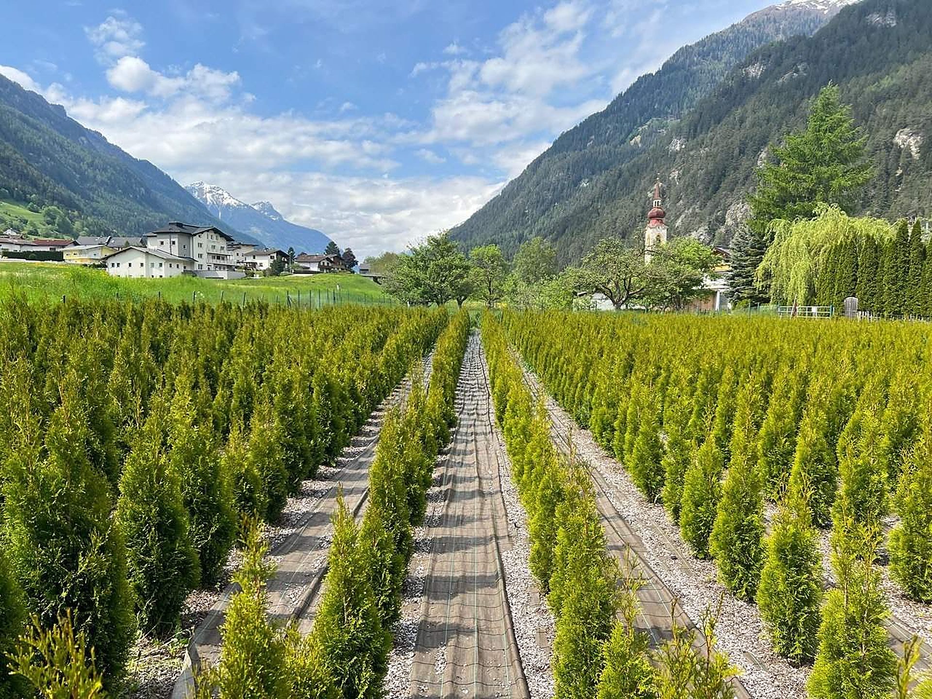 Thujenfelder der Baumschule Plangger in Tösens, Tirol