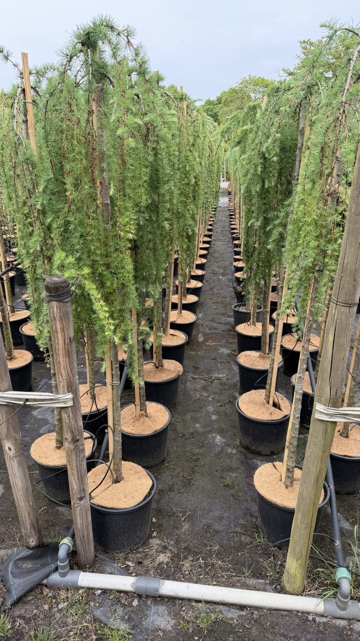 Hängelärche Stiff Weeper im Topf