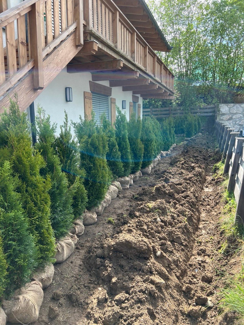 Pflanzung einer Thujenhecke am Haus