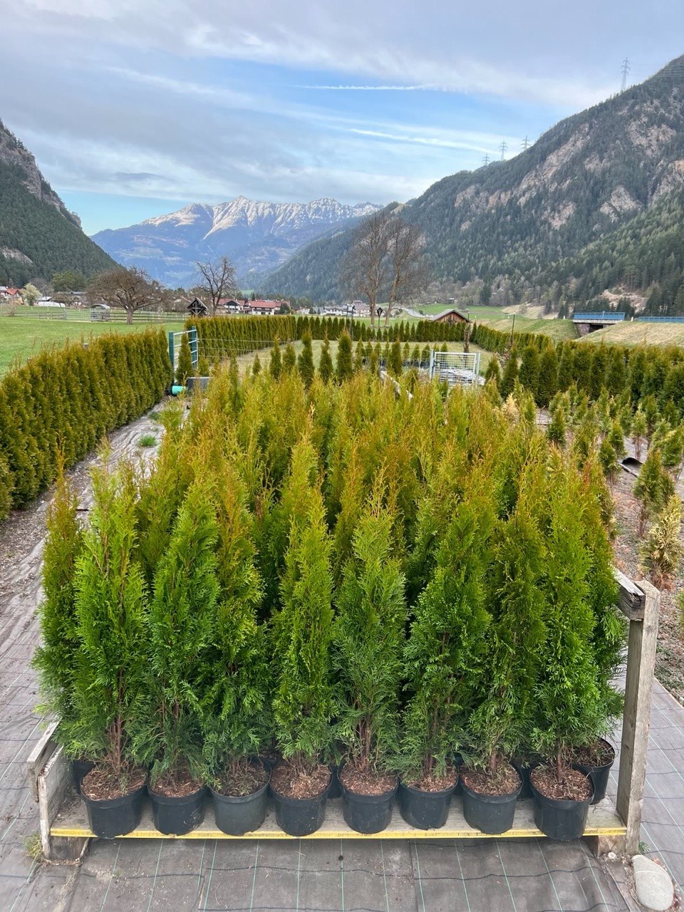 Thujen im Topf für Terrasse und Eingang