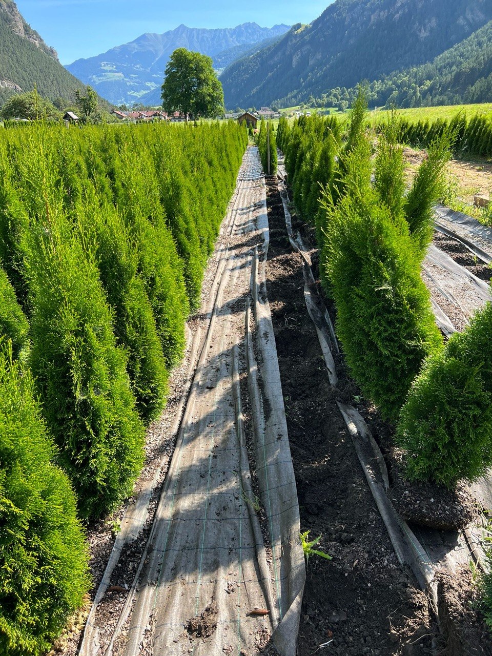 Reihen von Thuja Smaragd in der Baumschule Tirol