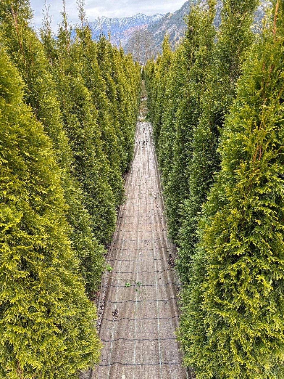 Hohe Thujen Smaragd in Reihen