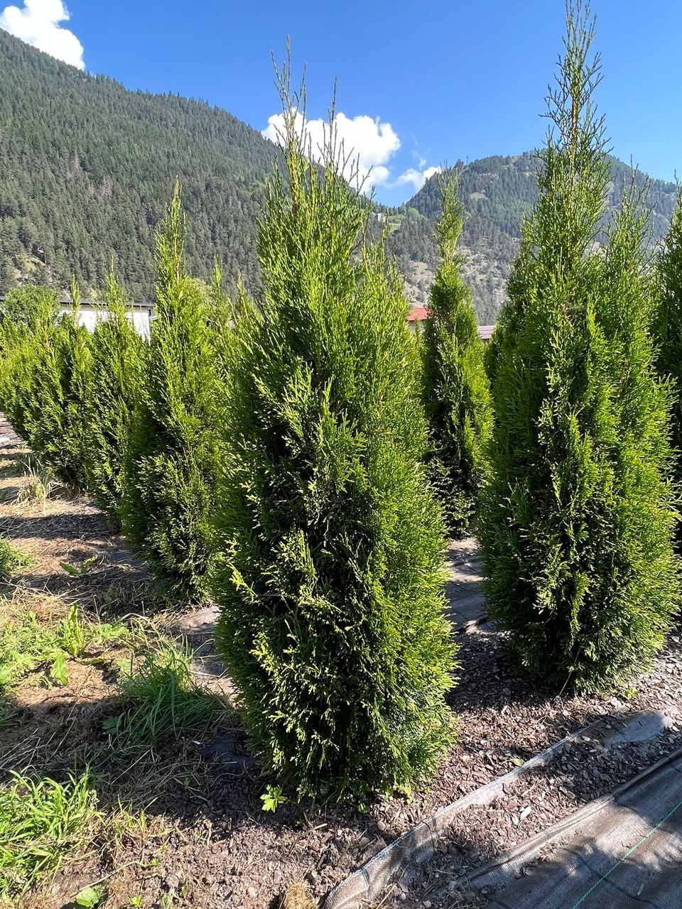 Große Thuja Smaragd vor den Tiroler Bergen