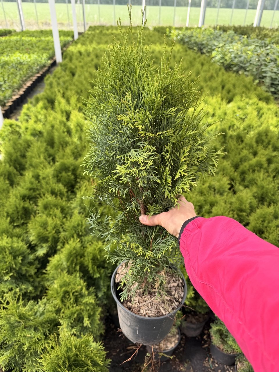 Thuja Smaragd im Topf