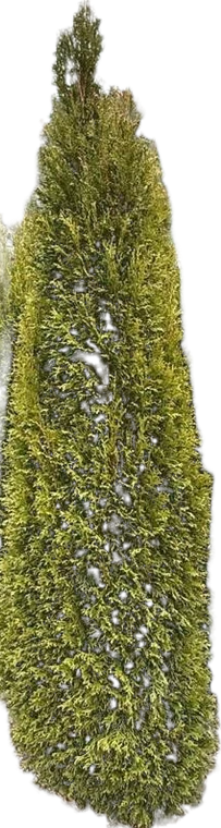 Thuja Smaragd