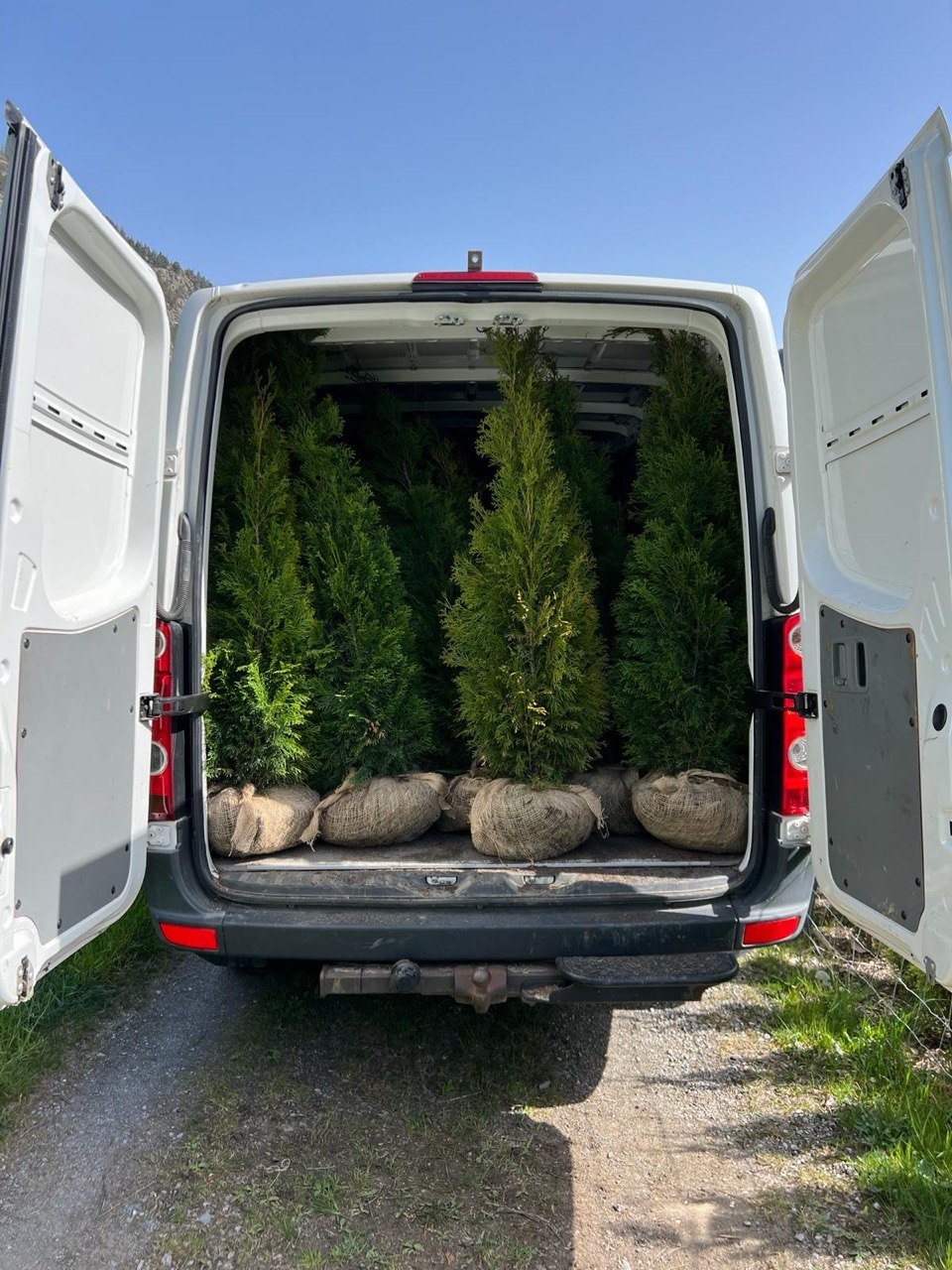 Thujen im Lieferwagen auf dem Weg zum Kunden