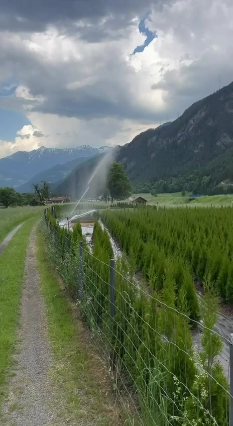 Bewässerung des Thujenfeldes im Bergtal